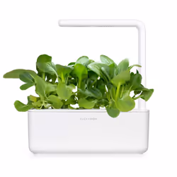 Click & Grow CHOU DE CHINE