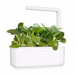 Click & Grow CHOU DE CHINE - Vue supplémentaire 4