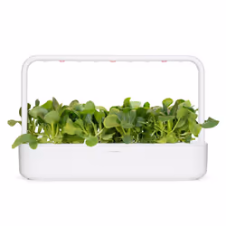 Click & Grow CHOU DE CHINE - Vue supplémentaire 5