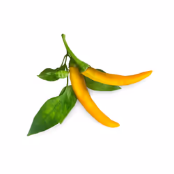 Click &amp; Grow PIMENT JAUNE, Plantes comestibles, Piment, Remplir, Croissance rapide (3-5 semaines), 14 - 21 jour(s), 3 moi ...