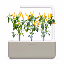 Click & Grow PIMENT JAUNE