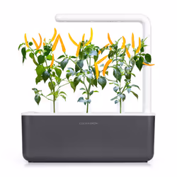 Click & Grow PIMENT JAUNE - Vue supplémentaire 4