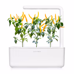 Click & Grow PIMENT JAUNE - Vue supplémentaire 5