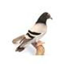 Peluche Pigeon Voyageur - HANSA - 20 cm - Multicolore - Intérieur - Enfant