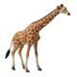 Figurine - COLLECTA - Girafe - Animaux sauvages - 15.5x3.6x16.5cm - Convient aux enfants à partir de 3 ans