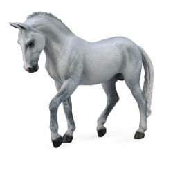 Trakehner Grey Stallion