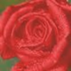 Diamond Dotz Rose Dew, Garçon/Fille, Adulte, Rose Dew, Multicolore, 10449 pièce(s), 305 mm