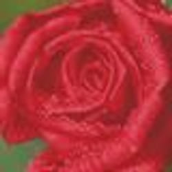 Diamond Dotz Rose Dew