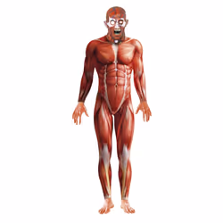 Smiffys 21580L, Déguisement, L, 1 pièce(s)