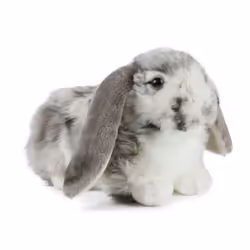 Keycraft AN316G, Peluche lapin