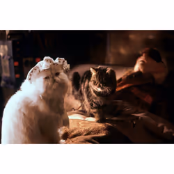 Warner Home Video Cats & Dogs Blu-ray Anglais