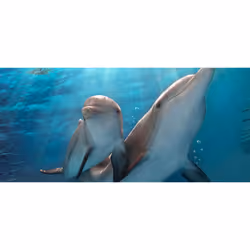 Warner Home Video Dolphin Tale 2 Blu-ray Anglais