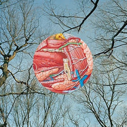 Alive AG Glean CD Indienne They Might Be Giants