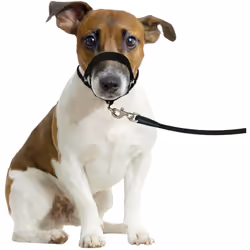 Harnais de dressage museliere noir XS Harnais empêche le chien de tirer lors de la balade. pour chien type Jack Russel, Westi ...
