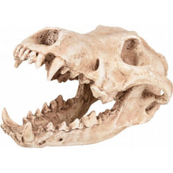 Crâne prédateur animaux taille 24 x 13 x 13 cm  Décoration aquarium - Flamingo