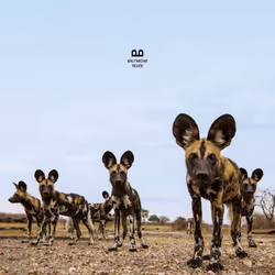 ImportCDs Fever, Pop rock, CD, Support physique, Adulte, 1 disques, 24/01/2019