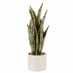 Plante Artificielle en Pot Sansevieria 37cm Vert