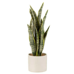Plante Artificielle en Pot Sansevieria 37cm Vert
