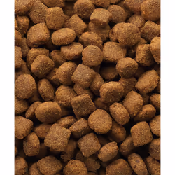 Versele-Laga 5410340380178 Alimentation sèche pour chiens 20 kg Agneau, Riz