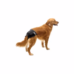 Couche-culotte jetable ultra-absorbante pour chien. UTILITAIRES : · ; Empêche la pénétration dans le éfaible zèle. Il empêche ...