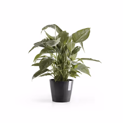 Ecopots Amsterdam, Anthracite, Plastique, 20 cm, 175 mm, 700 g, 1 pièce(s)