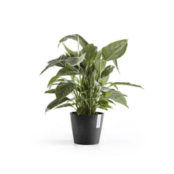 Ecopots Amsterdam Anthracite Plastique 1 pièce(s)
