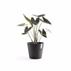 Ecopots Amsterdam, Anthracite, Plastique, 30 cm, 263 mm, 1,55 kg, 1 pièce(s)