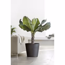 Ecopots Amsterdam Anthracite Plastique 1 pièce(s)