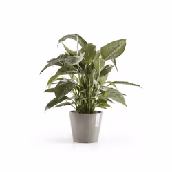 Ecopots Amsterdam, Gris, Plastique, 20 cm, 175 mm, 700 g, 1 pièce(s)