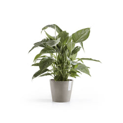 Ecopots Amsterdam Gris Plastique 1 pièce(s)