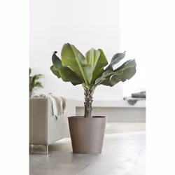 Ecopots Amsterdam Gris Plastique 1 pièce(s)