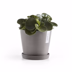 Ecopots Saucer Round Support de pots à roulettes
