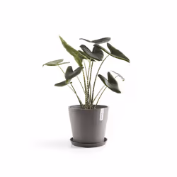 Ecopots Saucer Round Support de pots à roulettes