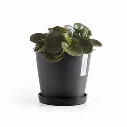 Ecopots Saucer Round Support de pots à roulettes