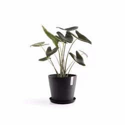 Ecopots Saucer Round Support de pots à roulettes