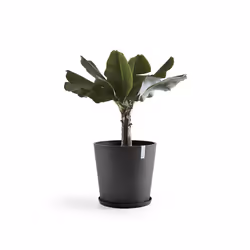 Ecopots Saucer Round Support de pots à roulettes