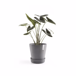 Ecopots Saucer Wheels Gris 1 pièce(s) - Vue supplémentaire 4