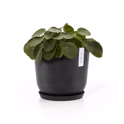 Ecopots Saucer Round Support de pots à roulettes