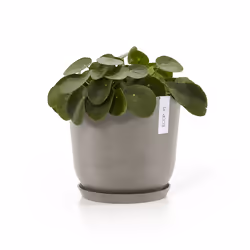 Ecopots Saucer Round Support de pots à roulettes