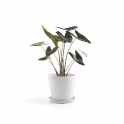 Ecopots Saucer Round Support de pots à roulettes