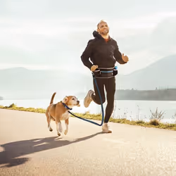 Ceinture ventrale avec laisse pour chien Duvoplus