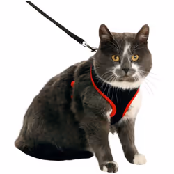 Harnais et laisse pour chat, couleur noir et rouge, taille M. Enfin un harnais respectueux du confort de l'animal ! Finit les ...