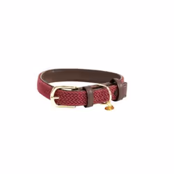 Collier pour chien en nylon tressé Kentucky