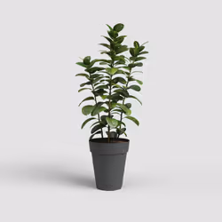 Artevasi Capri High Pot Anthracite 2 pièce(s)