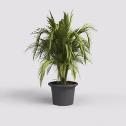 Artevasi Venezia Cilindro Pot Anthracite 2 pièce(s)