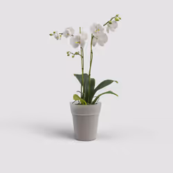 Artevasi Capri Orchid Pot 12 pièce(s)