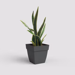 Artevasi Capri Square Pot Anthracite 4 pièce(s)