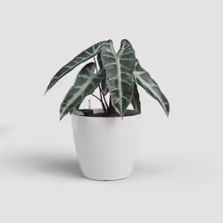 Artevasi San Remo Pot Sws Blanc 2 pièce(s) - Vue supplémentaire 2