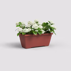 Artevasi Venezia Plant Box Rouge 12 pièce(s)