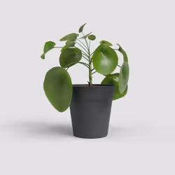 Artevasi Madagascar To Grow Pot Anthracite 12 pièce(s)